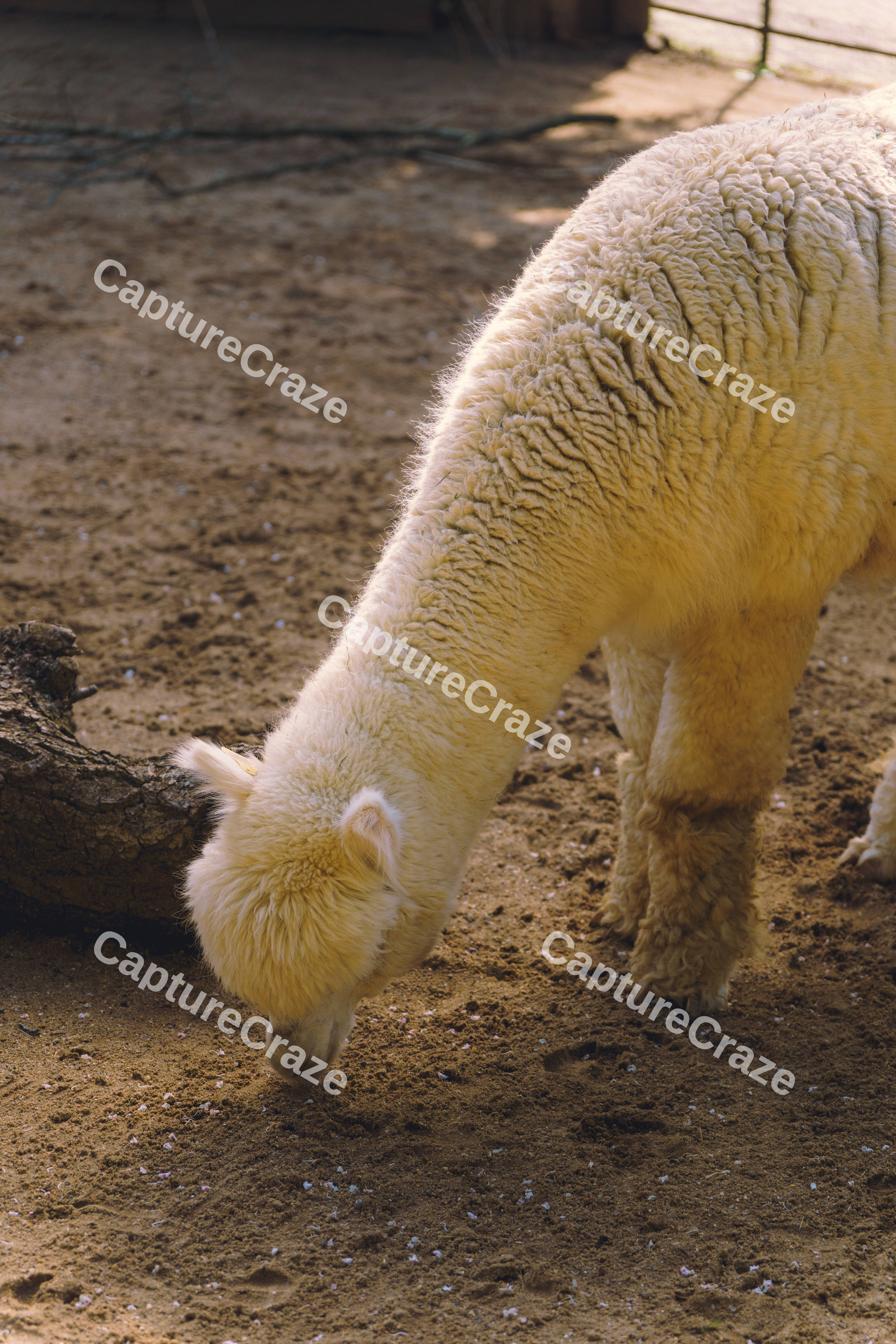Grazing Alpaca